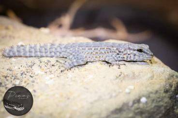 Geckos kaufen und verkaufen Foto: Pristurus rupestris Saiq Plateau