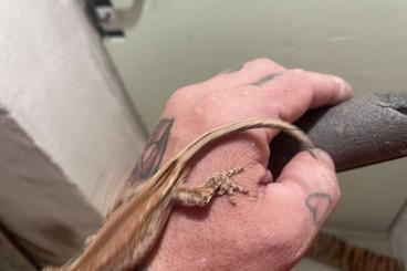 Lizards kaufen und verkaufen Photo: Verschiedene Geckos abzugeben