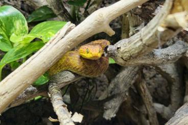 Venomous snakes kaufen und verkaufen Photo: Atheris squamigera, Buschviper