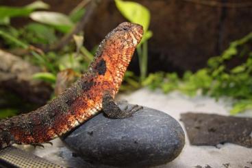 Lizards kaufen und verkaufen Photo: Shinisaurus crocodilurus 0,0,4 Geb.:13.2.2024