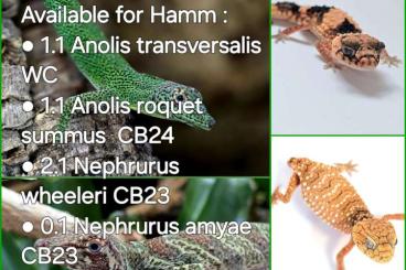 Lizards kaufen und verkaufen Photo: For next Hamm: Anolis, Nephrurus...