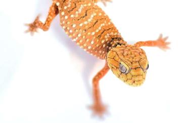 Geckos kaufen und verkaufen Photo: 1.3 Nephrurus amyae CB23 