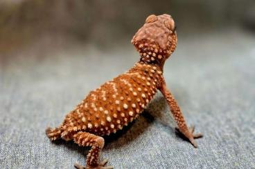 Geckos kaufen und verkaufen Photo: Nephrurus wheeleri  Nephrurus amyae