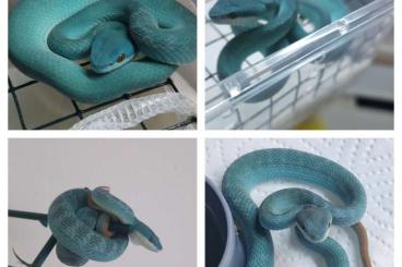 Venomous snakes kaufen und verkaufen Photo: 3.2 Trimeresurus insularis 