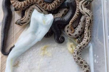 Snakes kaufen und verkaufen Photo: Western hognose  for sale morphs