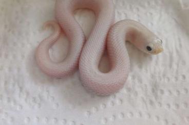 Snakes kaufen und verkaufen Photo: Western hognose  for sale morphs