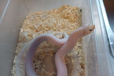 Schlangen kaufen und verkaufen Foto: Diverse Western hognoses morphs