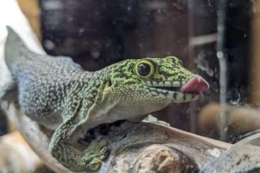 Geckos kaufen und verkaufen Photo: Querstreifen Taggecko Phelsuma standingi 0.2