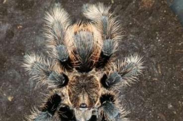 - bird spiders kaufen und verkaufen Photo: Verschiedene Vogelspinnen 