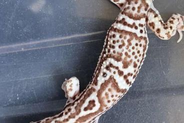 Geckos kaufen und verkaufen Foto: Verkaufe Leopardgeckos NZ 2024