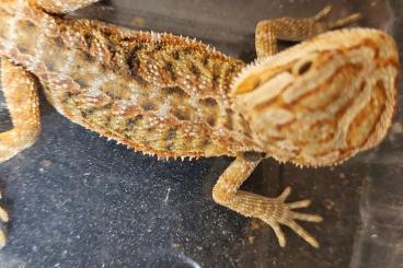 Lizards kaufen und verkaufen Photo: Verschiedene Reptilien zuverkaufen 