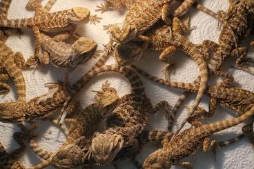 Lizards kaufen und verkaufen Photo: Verkaufe Bartagamen , rötliche Tiere 