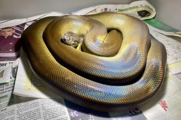 Schlangen kaufen und verkaufen Foto: 1.2 Apodora papuana (Papuan python)