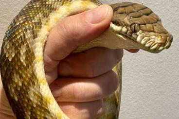 Pythons kaufen und verkaufen Photo: 1.1 Simalia amethistina “Oksibil”