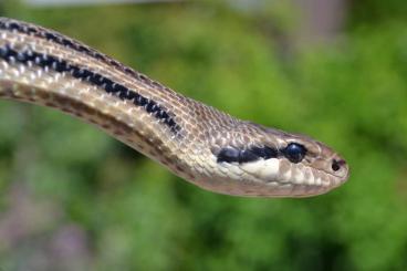 Snakes kaufen und verkaufen Photo: Searching for Elaphe quatuorlineata female