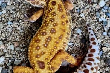 Geckos kaufen und verkaufen Photo: Leopard gecko (Eublepharis macularius) females NZ22