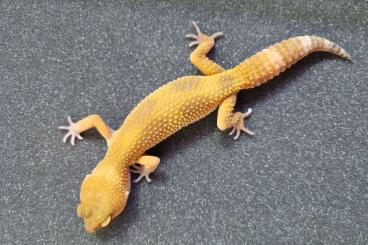 Geckos kaufen und verkaufen Foto: 1.9 Leopard gecko E. macularius