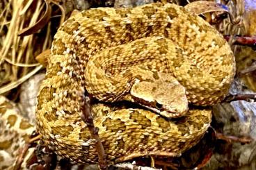 Schlangen kaufen und verkaufen Foto: BITIS & CROTALUS for Snakeday 