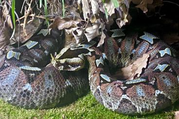 Snakes kaufen und verkaufen Photo: BITIS & CROTALUS for HAMM