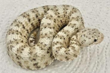 Schlangen kaufen und verkaufen Foto: Crotalus pyrrhus for Hamm March 