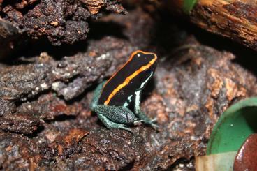 Poison dart frogs kaufen und verkaufen Photo: Phyllobates vittatus/ gestreifter Blattsteiger