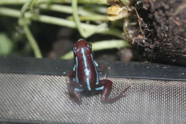 Poison dart frogs kaufen und verkaufen Photo: Zur Abholung oder Übergabe in Hamm am 14.09.2024