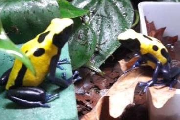 Pfeilgiftfrösche kaufen und verkaufen Foto: Dendrobates tinc. "citronella"