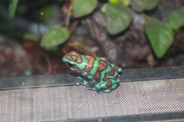 Poison dart frogs kaufen und verkaufen Photo: Für Hamm: Dendrobates auratus 