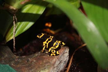 Poison dart frogs kaufen und verkaufen Photo: Zur Abholung oder Übergabe in Hamm am 08.03.: D. leucomelas