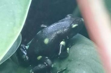 Pfeilgiftfrösche kaufen und verkaufen Foto: Dendrobates auratus "Ancon Hill"