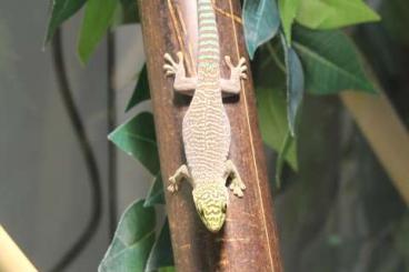 Geckos kaufen und verkaufen Foto: Ph. standingi und Mniarogekko chahoua