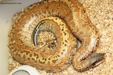 Pythons kaufen und verkaufen Photo: Brongersmai Batik Männchen