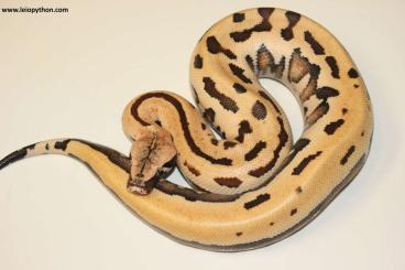 Pythons kaufen und verkaufen Photo: Blutpythons, Weisslippenpythons, Morelia viridis