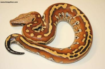 Pythons kaufen und verkaufen Photo: Blutpythons Reservierung für Hamm-Verona möglich!