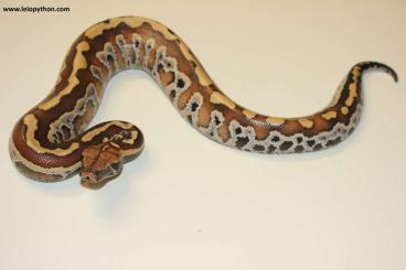 Pythons kaufen und verkaufen Foto:  Blutpythons Nz.24 abzugeben: