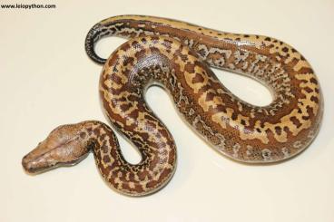 Pythons kaufen und verkaufen Foto: Blutpythons, Weisslippenpythons, 