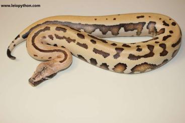 Pythons kaufen und verkaufen Foto: Blutpythons verschiedene Morphe zum abgeben: