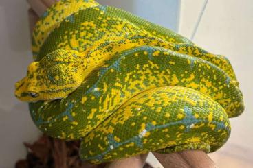 Pythons kaufen und verkaufen Photo: Baumpythonbabys zum abgeben...