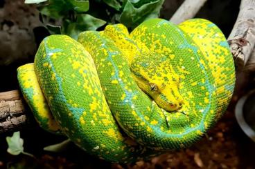 Pythons kaufen und verkaufen Photo: Baumpythons zum abgeben...