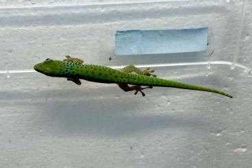 Geckos kaufen und verkaufen Photo: Offer for Hamm 8.3.25 Phelsuma