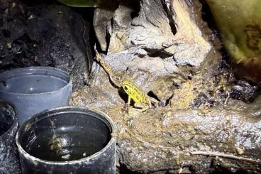 Frösche kaufen und verkaufen Foto: Mantella, Ranitomeya, Oophaga Houten Frösche kaufen und verkaufen Foto: Mantella, Ranitomeya, Oophaga Houten