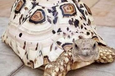 Tortoises kaufen und verkaufen Photo: Suche Stigmochelys Pardalis 