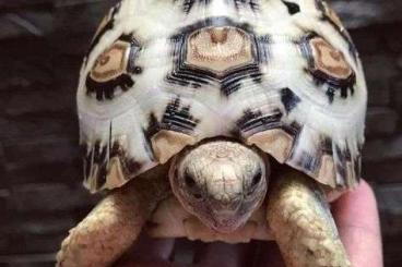 Tortoises kaufen und verkaufen Photo: Stigmochelys pardalis in weiß 