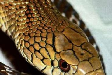 Nattern ungiftige kaufen und verkaufen Foto: Elaphe Carinata yonaguniensis Nattern ungiftige kaufen und verkaufen Foto: Elaphe Carinata yonaguniensis