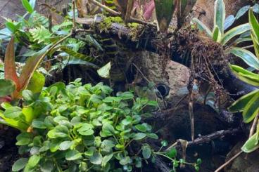 Poison dart frogs kaufen und verkaufen Photo: Biete Rana Terrarienanlage 
