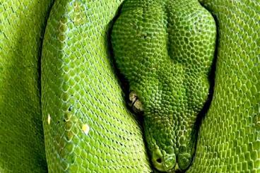 Pythons kaufen und verkaufen Foto: Morelia Viridis Sorong / Wamena - Hamm 