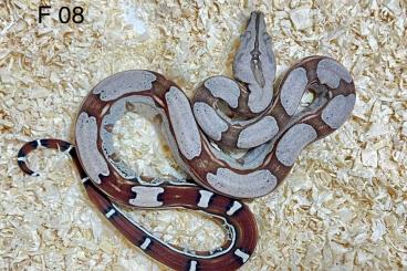 Schlangen kaufen und verkaufen Foto: Boa Constrictor C. Surinam 2024