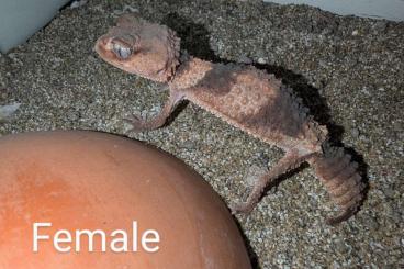 Geckos kaufen und verkaufen Foto: 1.1 Nephrurus wheleeri cinctus CB20 Proven Breeders