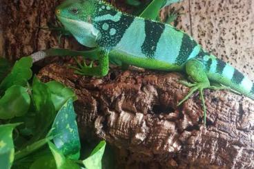 Echsen  kaufen und verkaufen Foto: Fidschi-leguan(Brachylophus fasciatus)