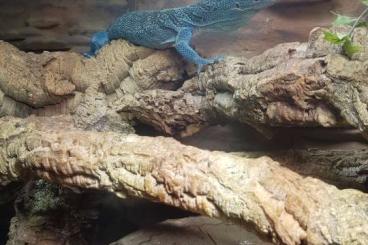 Lizards kaufen und verkaufen Photo: Egernia stokesii und varanus prasinus